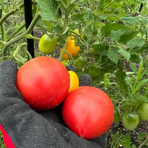 季節に応じて自家菜園の野菜も提供しています